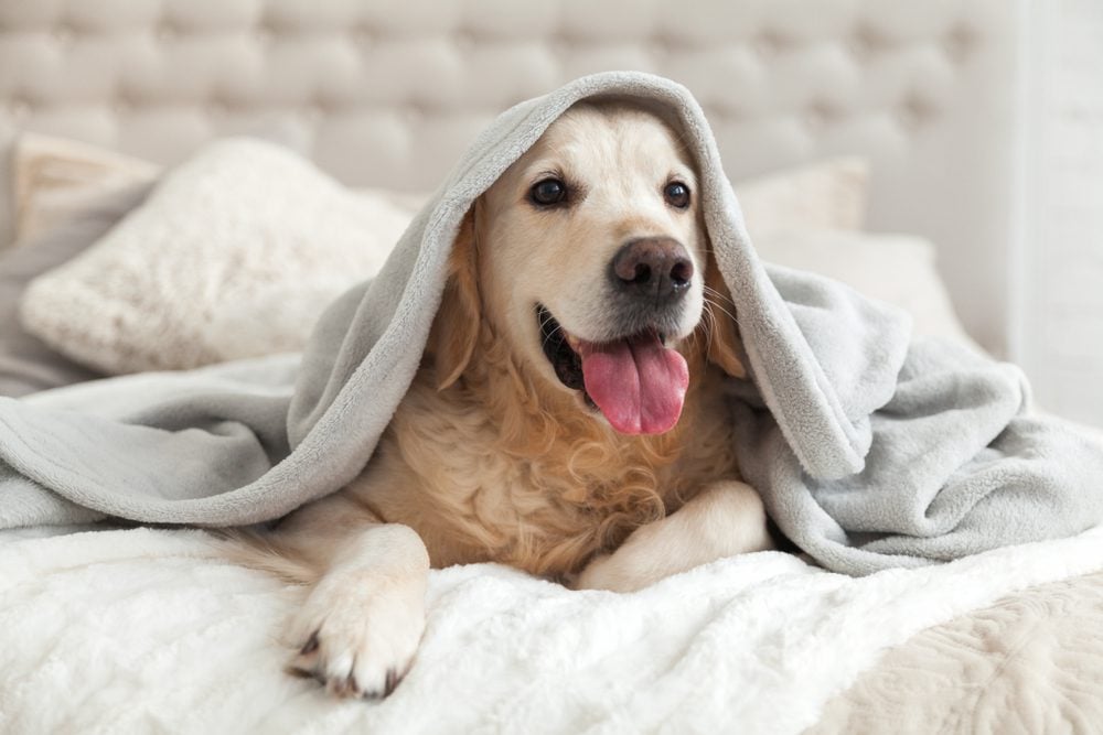 dog beds made for Golden Retrievers