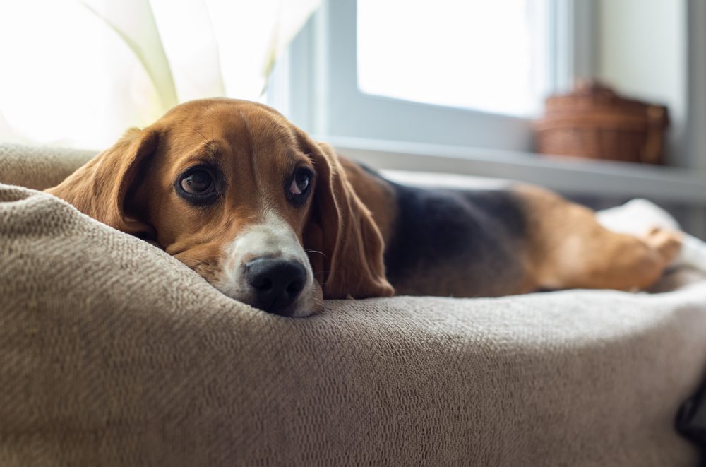 dog beds made for beagles
