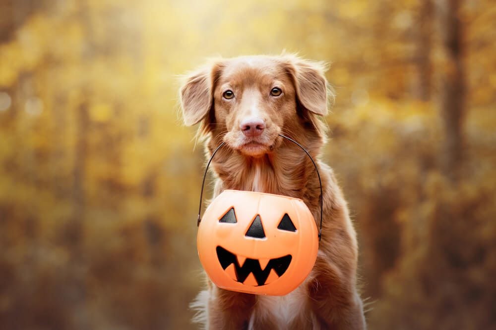 halloween pet safety: 5 tips to keep your pets safe this halloween