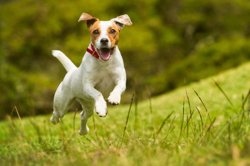 small dog breeds jack russell terrier jumping in a field