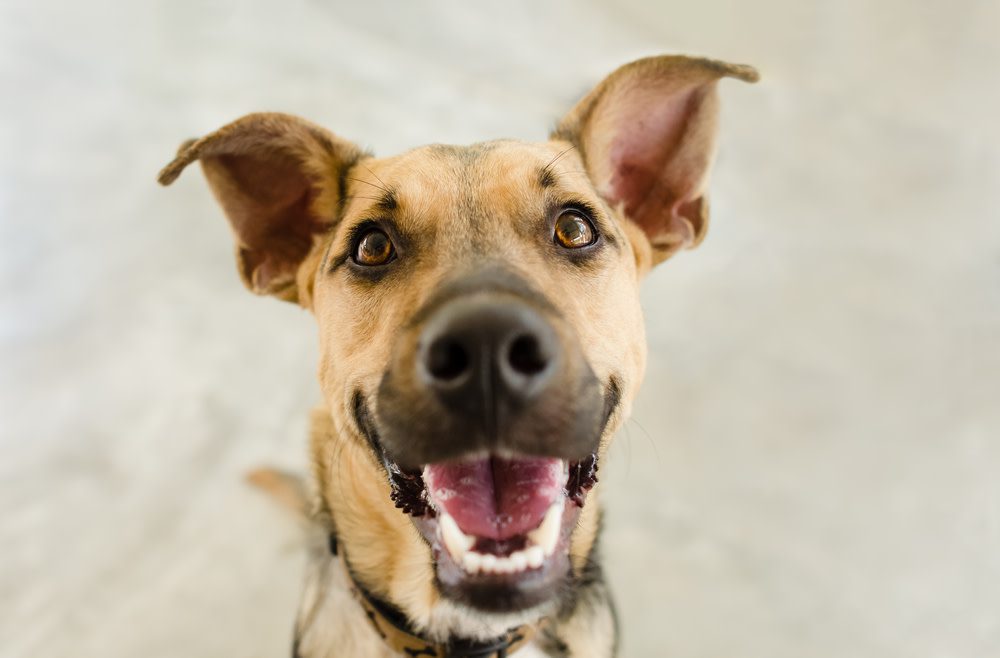 happy dog with healthy ears