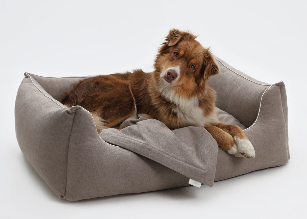 memory foam beds for dogs