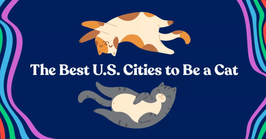 most cat friendly cities