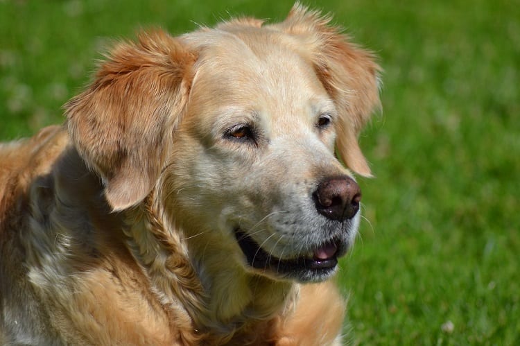 How To Keep Your Golden Retriever Healthy Into Their Senior Years 