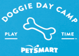 pet smart doggie day camp
