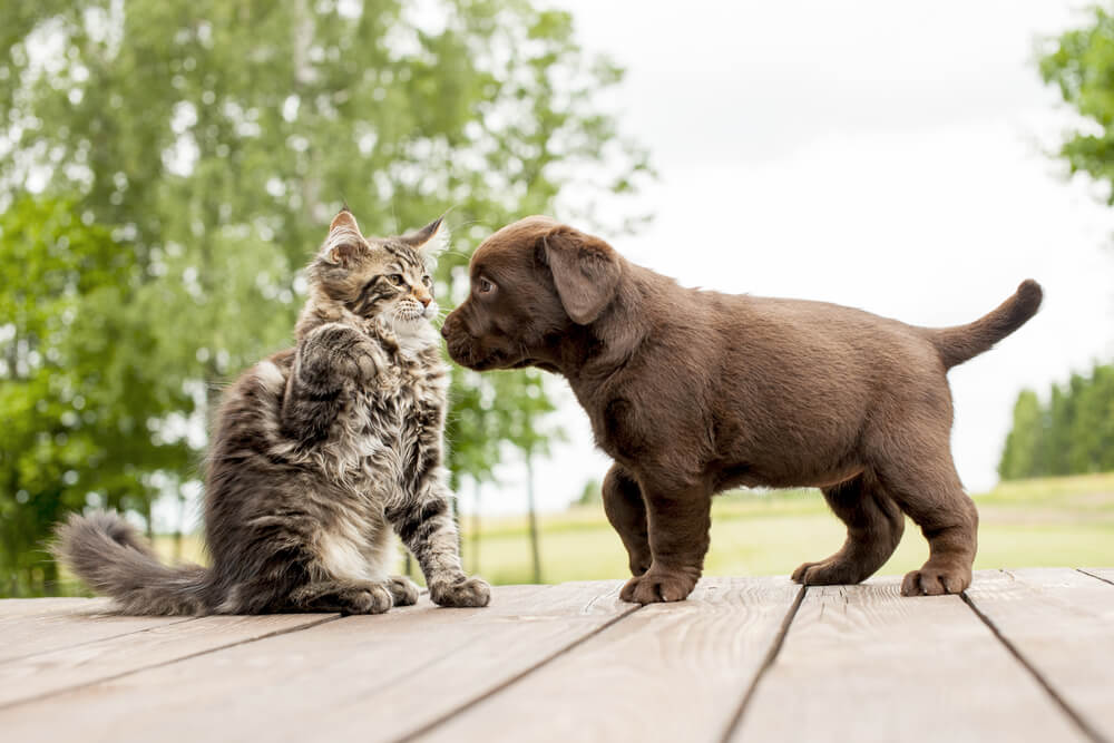 preparing for a dog and cat introduction