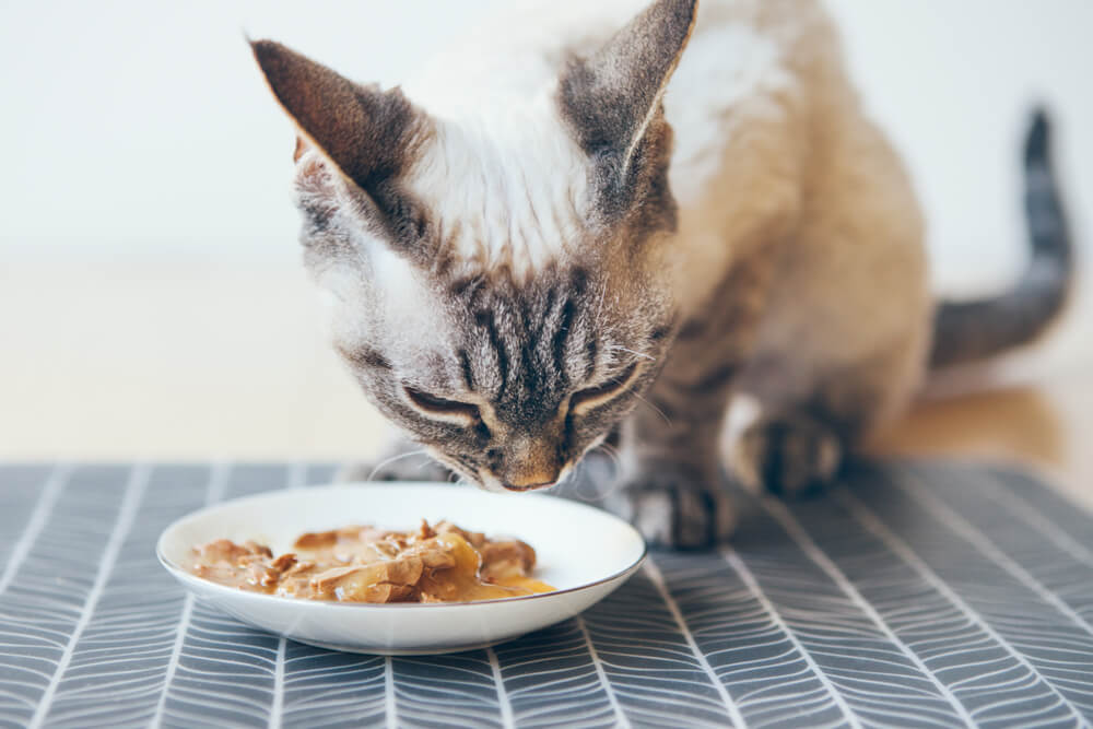 What to Feed a Cat with Diarrhea: Pointers You Need to Know