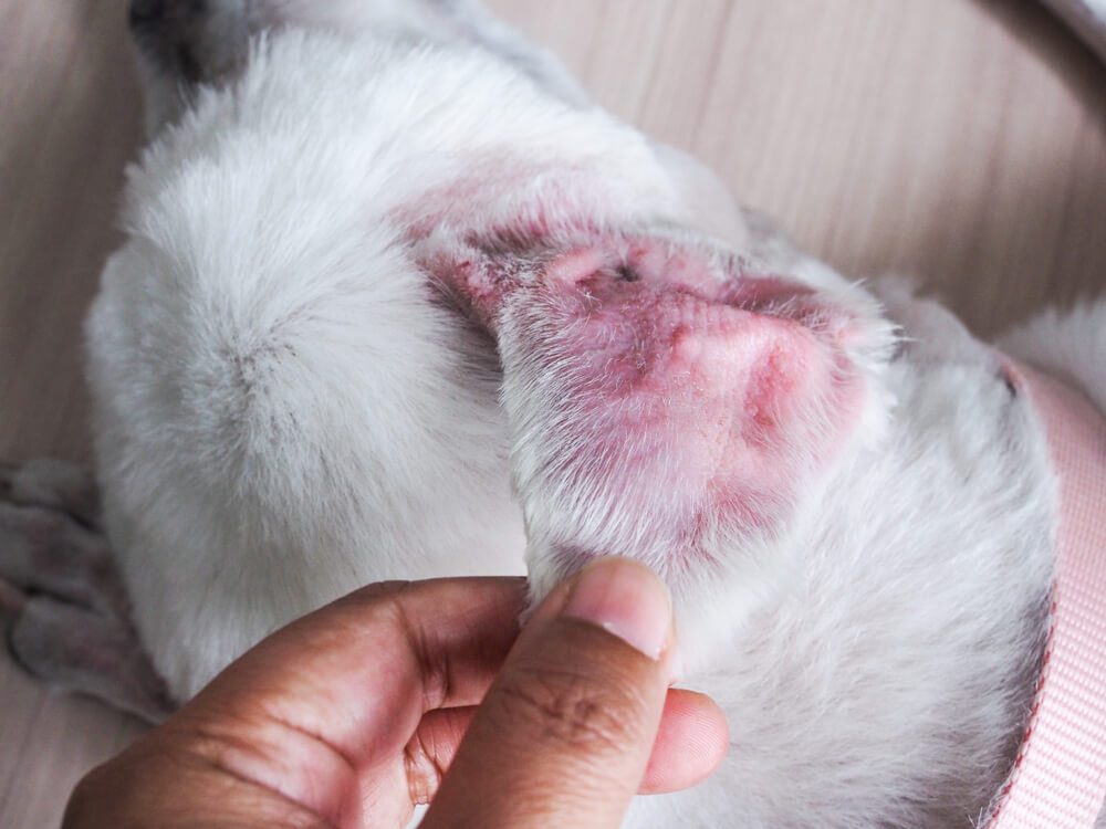 Dog Ear Hematoma: What You Need to Know?