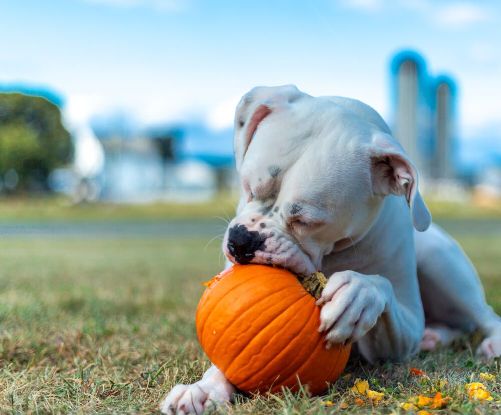 Pumpkin for Dogs: A Cure for Dog Upset Stomach Problems