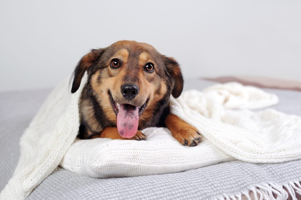best hip dysplasia bed for dog