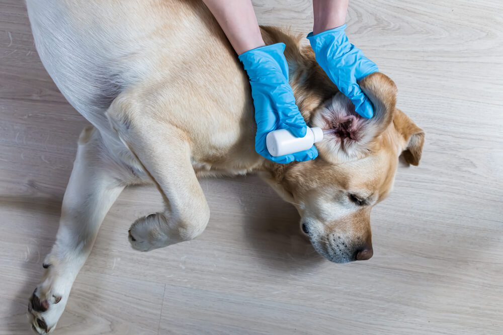 Pesky Parasites 101: Ear Mites in Dogs