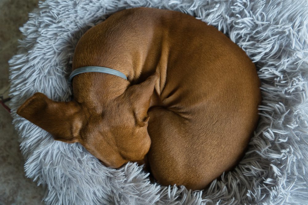 best cute dog beds