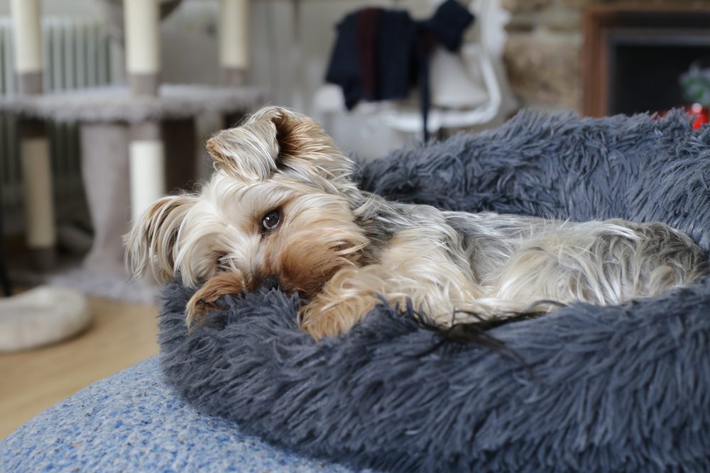 faux fur beds for dog