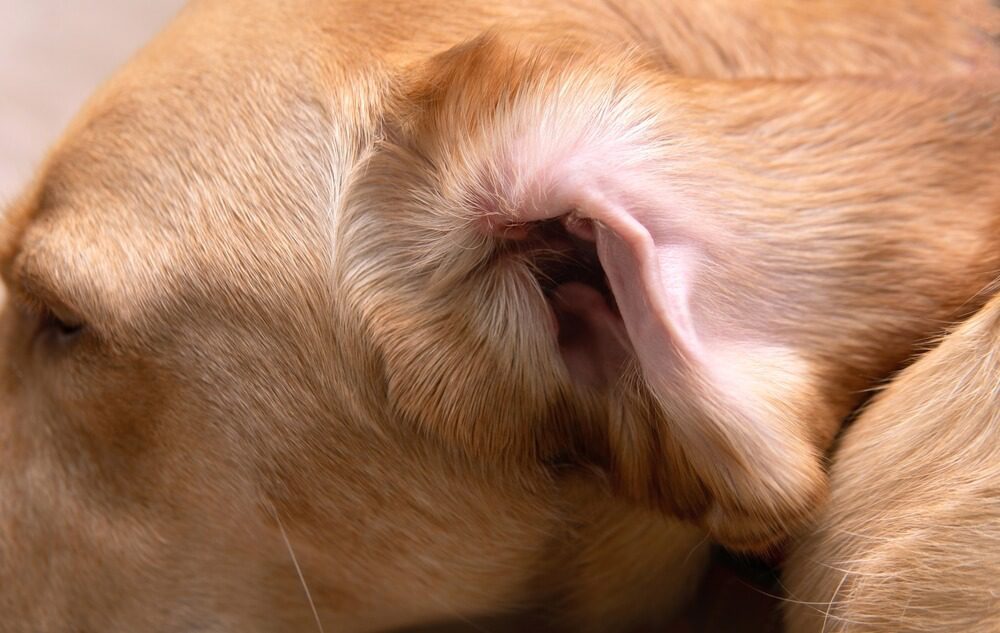 Yeast Infection in Dog’s Ears: Causes, Symptoms, and Treatments