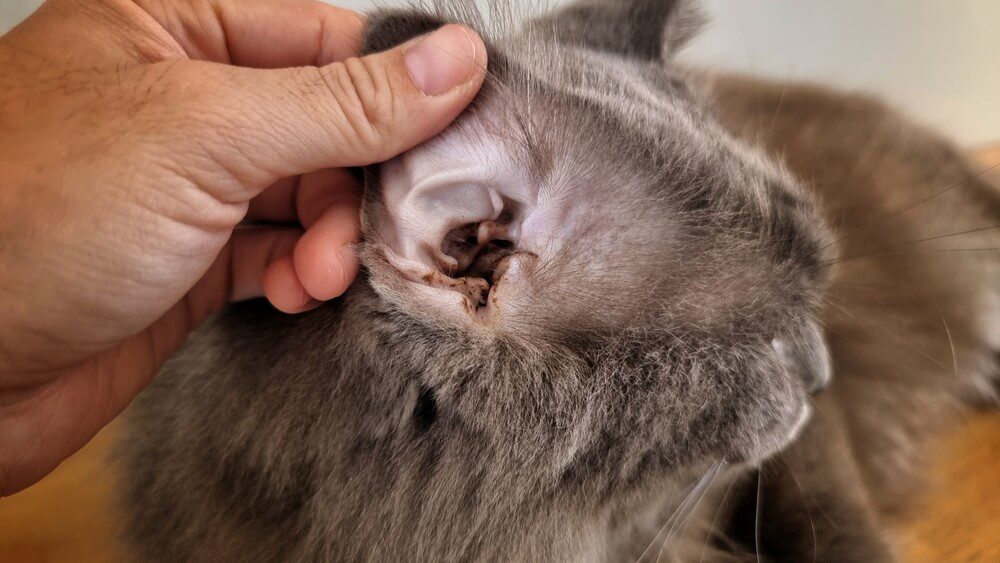 Cat Ear Infection: Causes, Symptoms, and Treatment Options
