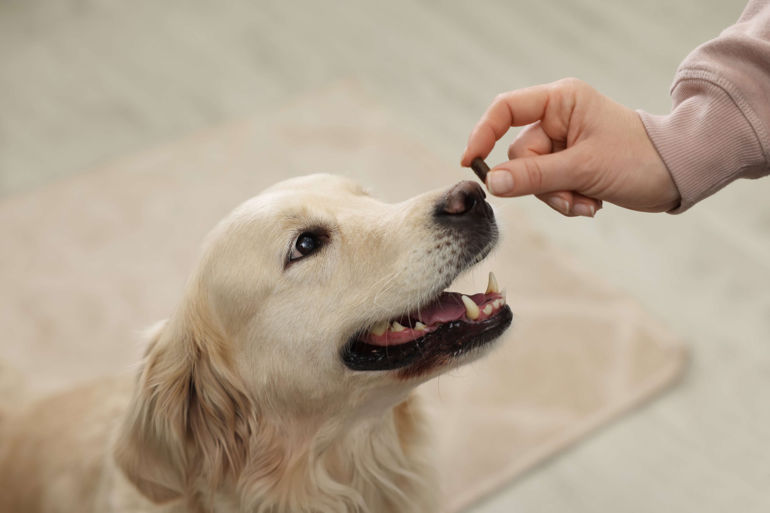 How to Handle Dog Diarrhea: The #1 Guide for Diarrhea in Dogs