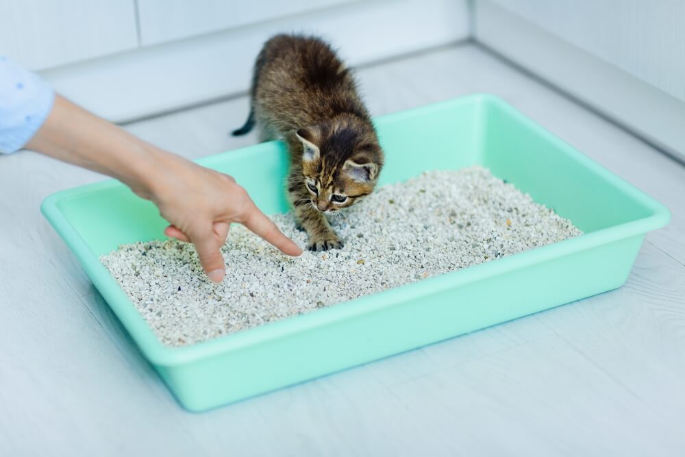 How to Train a Cat to Use a Litter Box