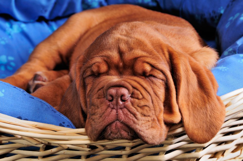 best mastiff dog beds