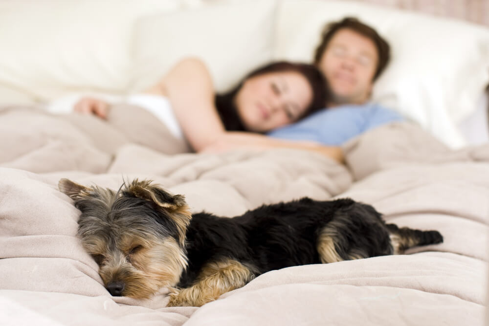 co-sleeping with dogs