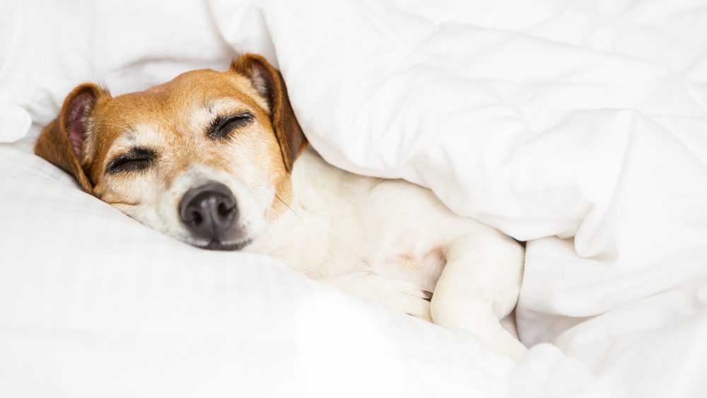 best luxury beds for dog