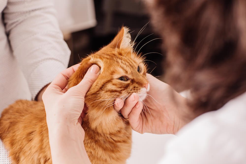 Cat Ear Hematoma: Causes, Symptoms, and Treatment Options