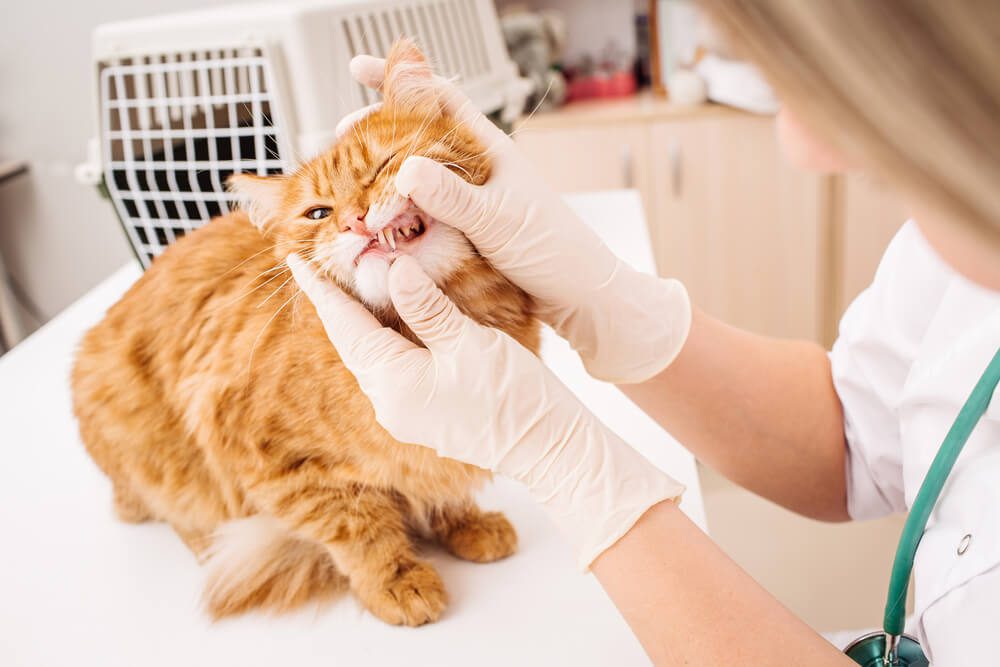 What You Need To Know About Dental Disease in Cats