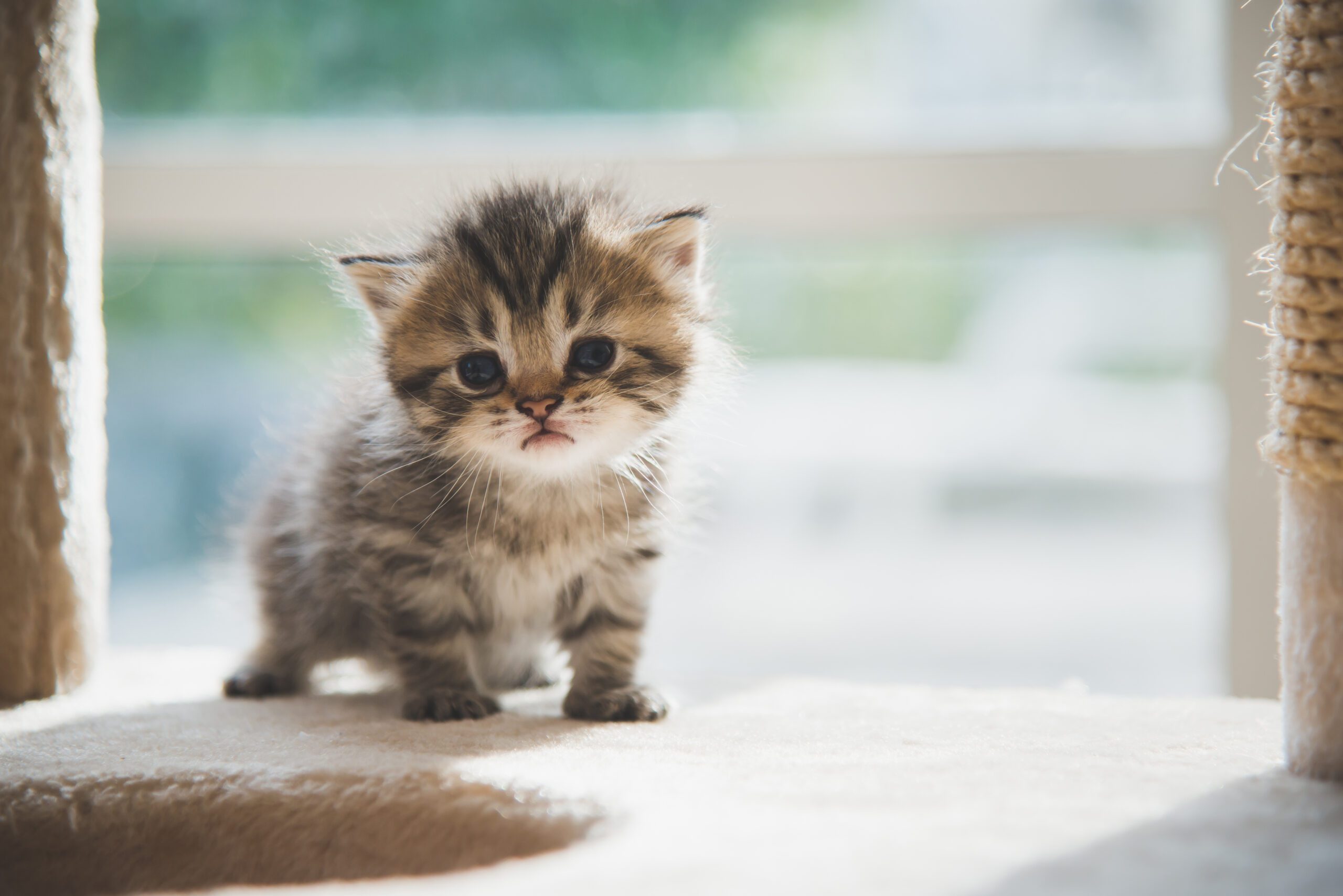 Kitten Teething: What To Do and Need To Know