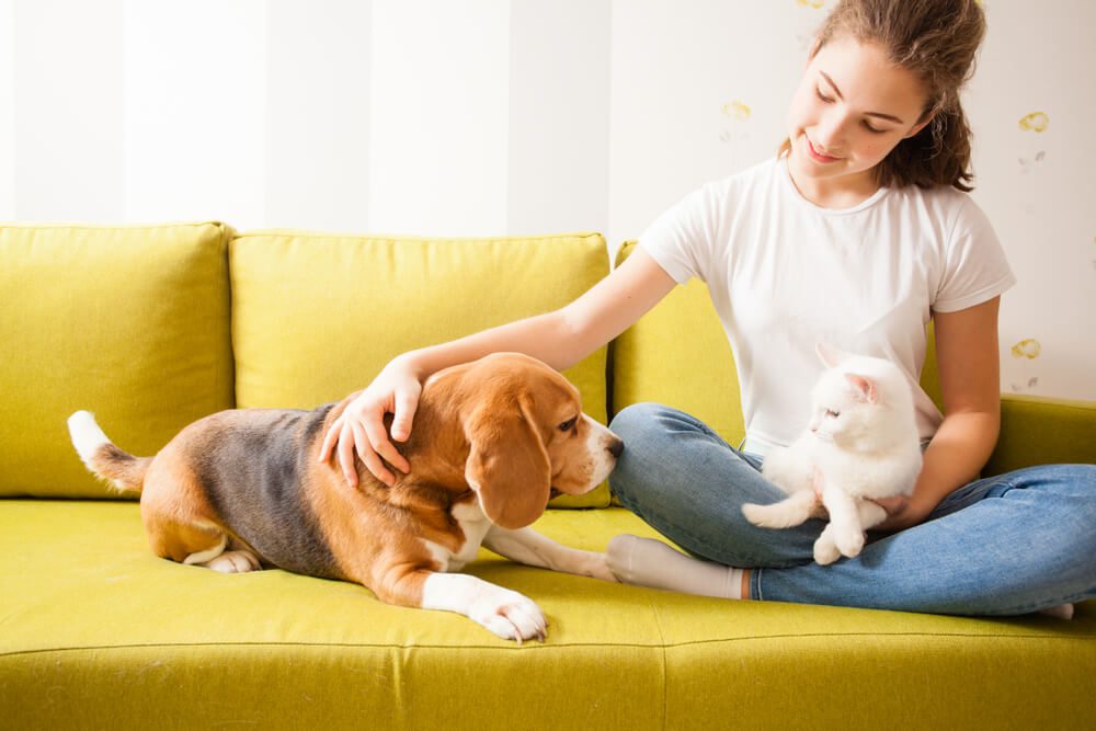 understanding body language in cats and dogs