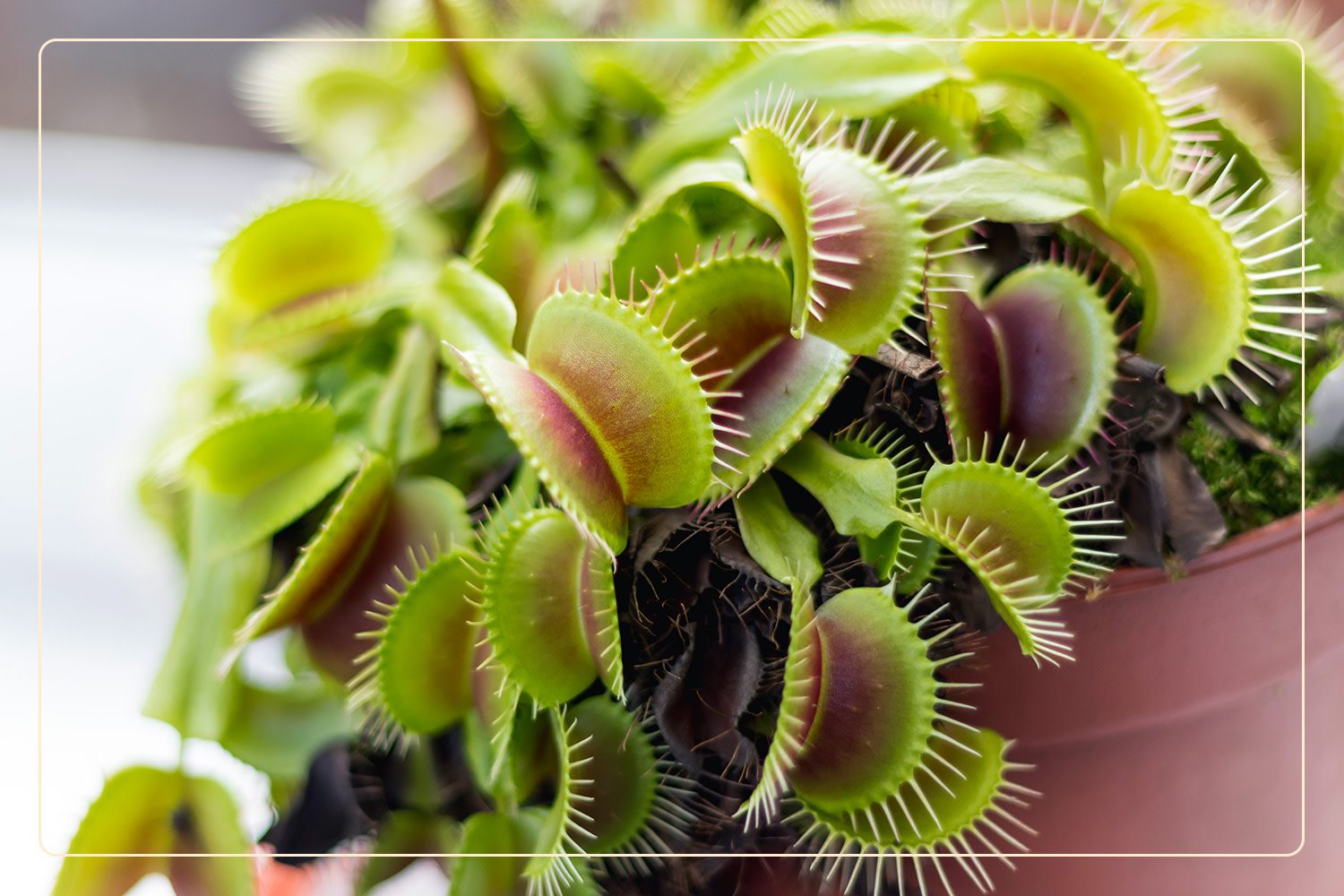 a closeup of a Venus Fly Trap (Dionaea muscipula), which is a pet-friendly houseplant