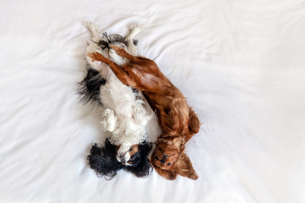 what dog sleeping positions mean