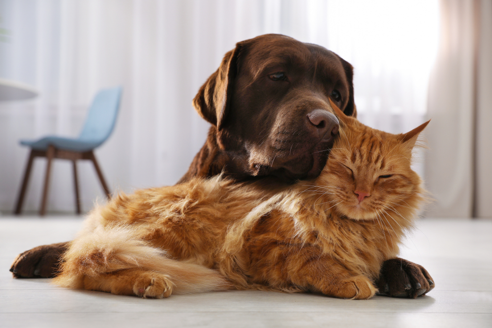 Cat and dog together on floor indoors