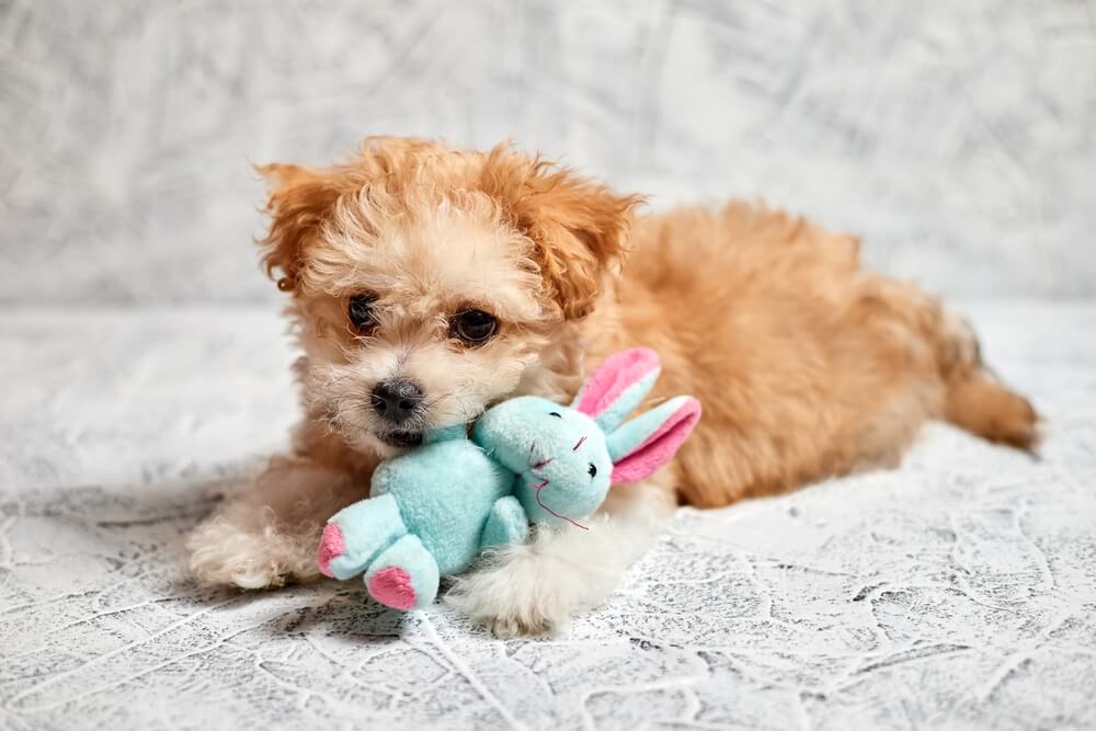 The Best Plush Dog Toys: According to a Veterinarian