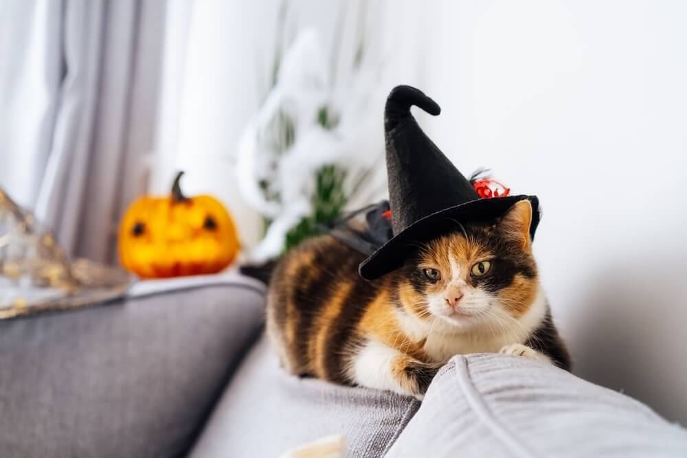 Halloween Cat Toys