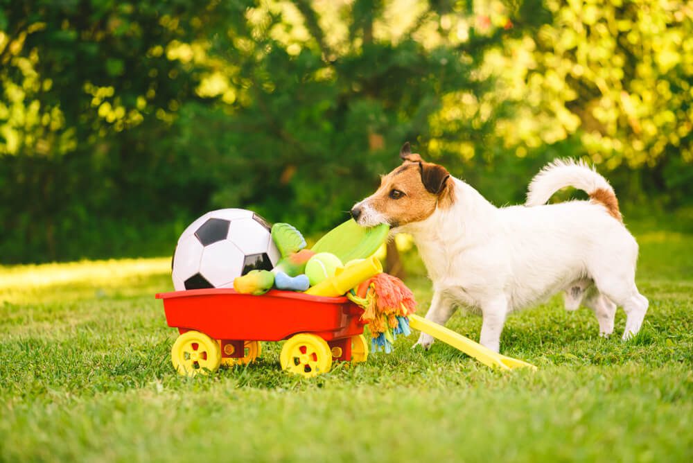 Outdoor Dog Toys