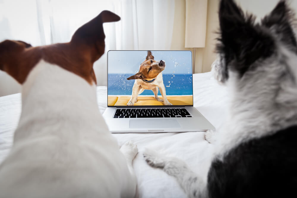 State Rankings: Where Are YouTube Searches for Funny Animal Videos Most  Popular? 