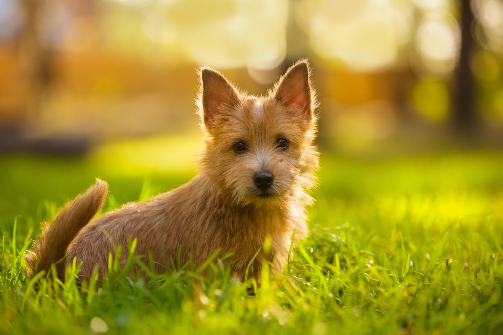 Affenwich-Norwich Terrier