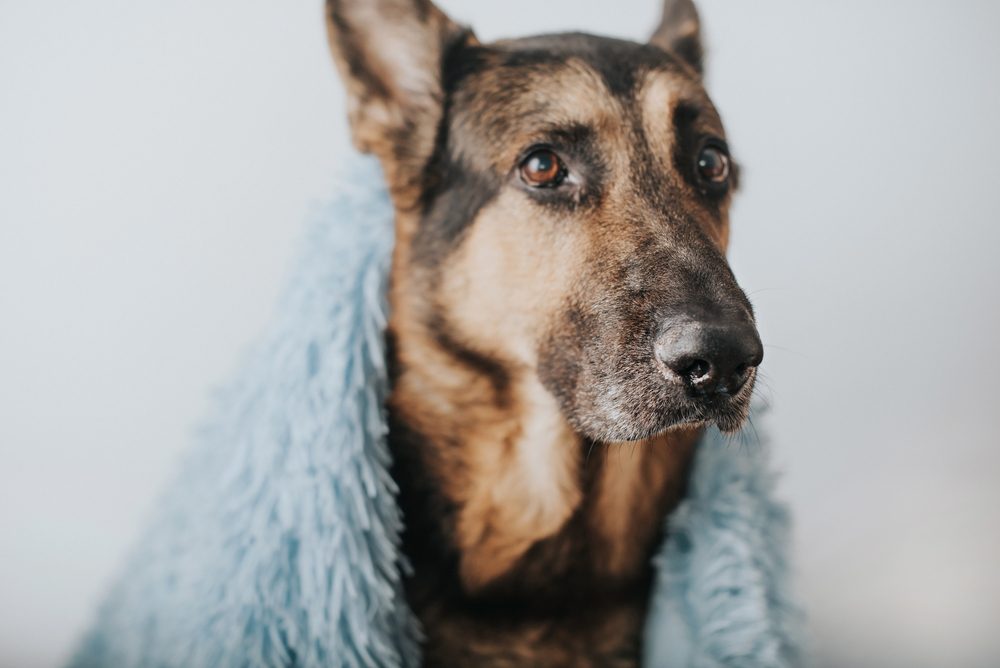 Older dog with a blanket around him