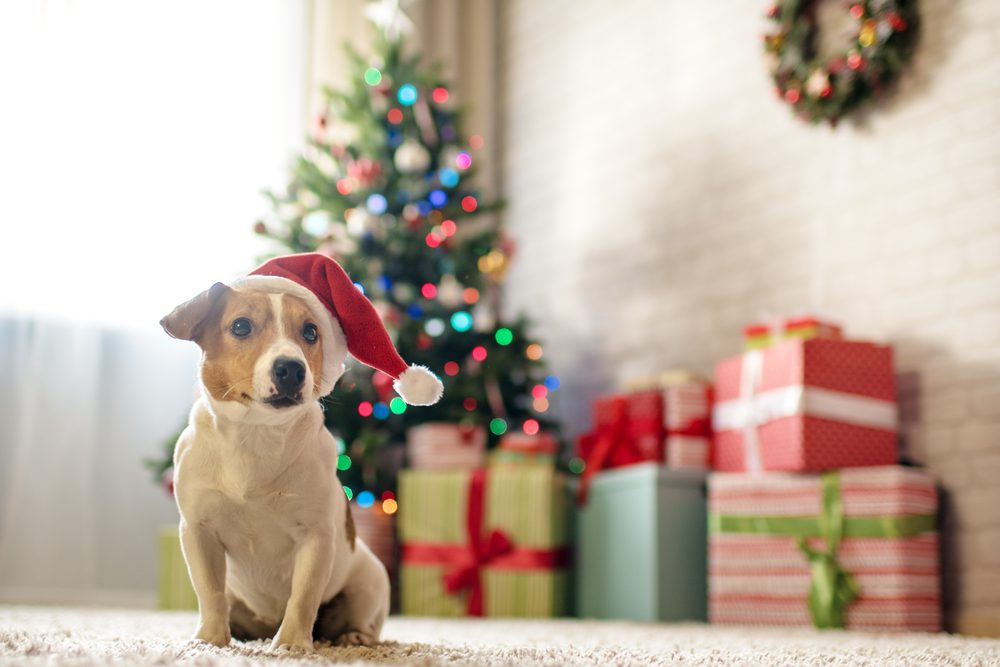 dog with gift in front of a tree