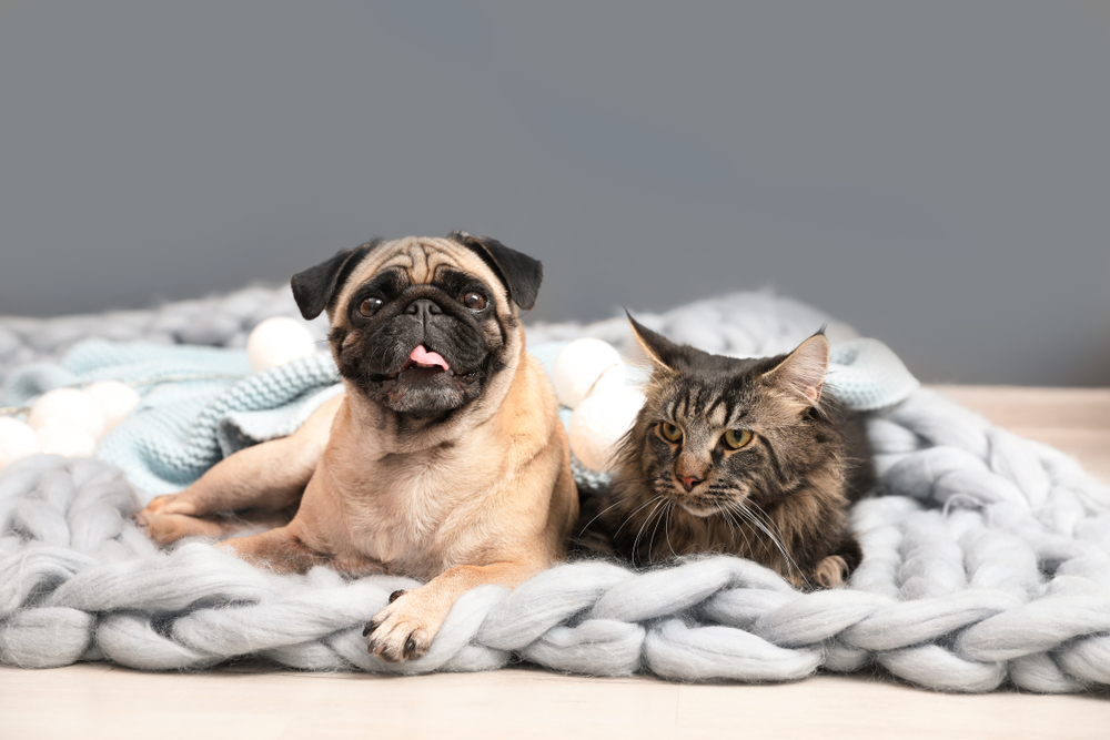 Dog and cat sitting together on a blanket