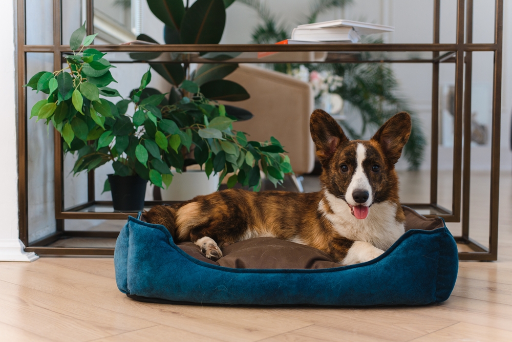 Bully Beds brand page