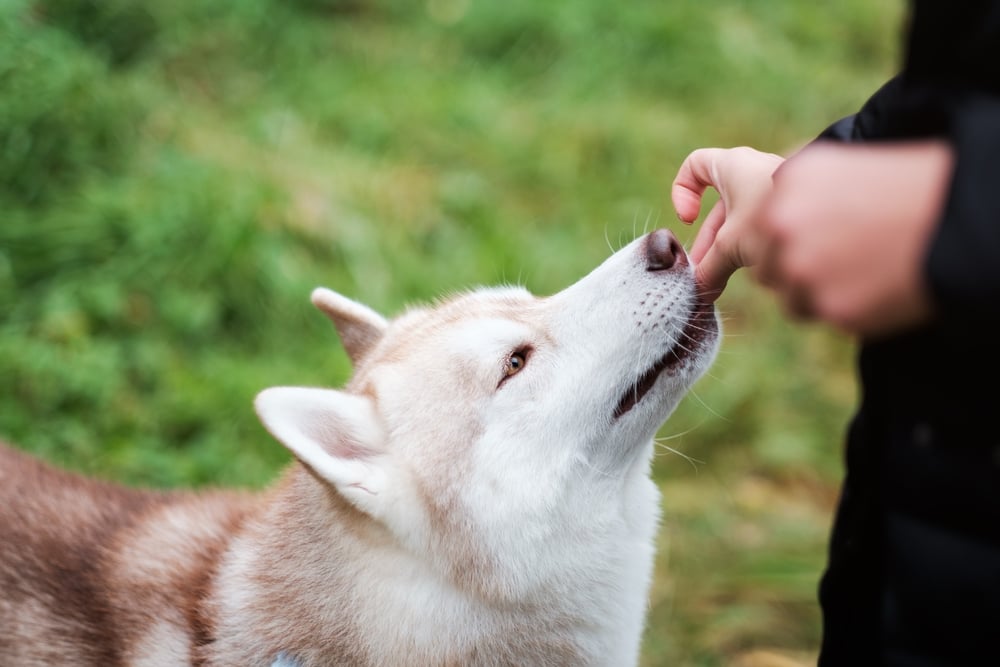 Owner giving their dog a CBD gummy