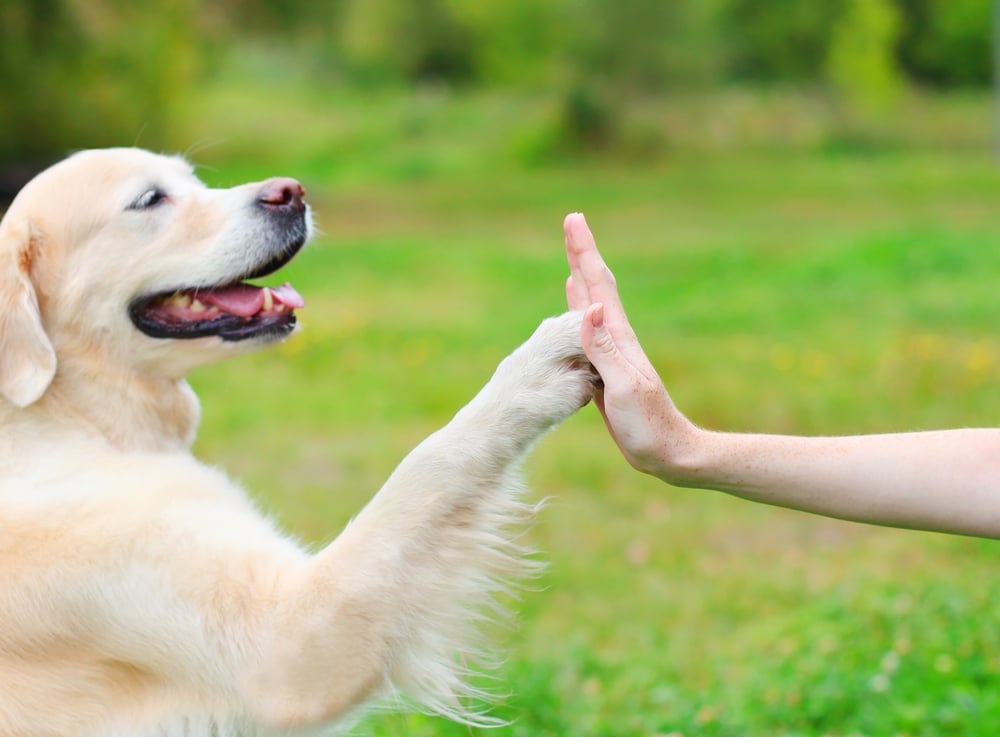 Golden Retriever dog giving paw high five owner