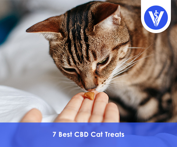 Best CBD Cat Treats
