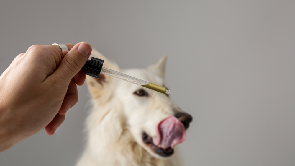 What is PAW CBD Oil?