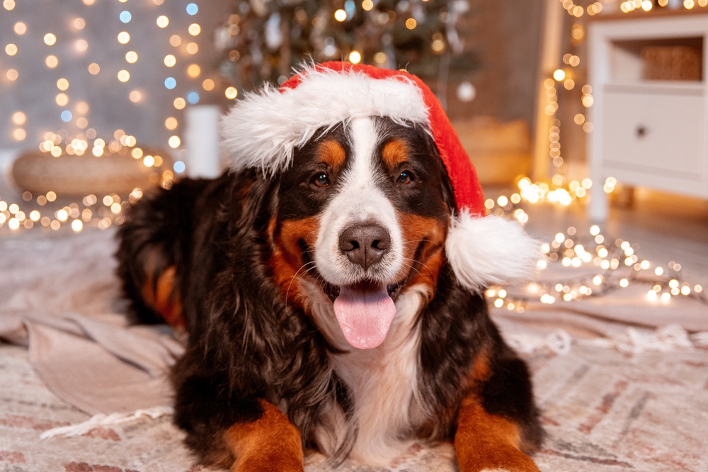 Christmas Survey of Dog Owners