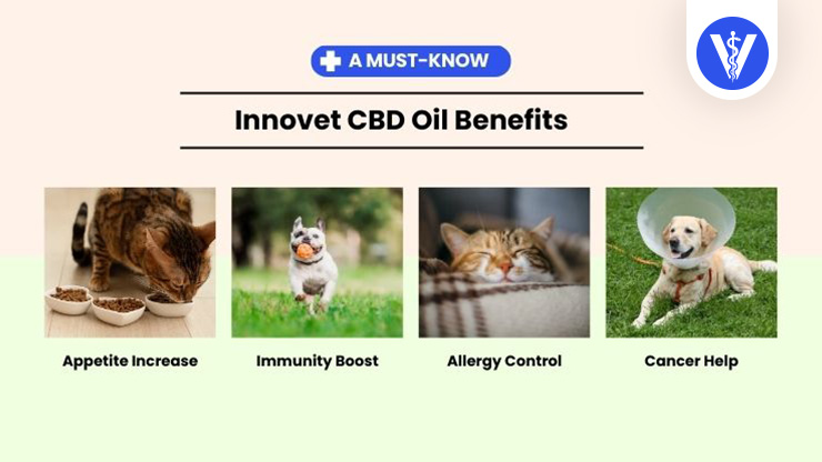 Innovet CBD Oil Benefits