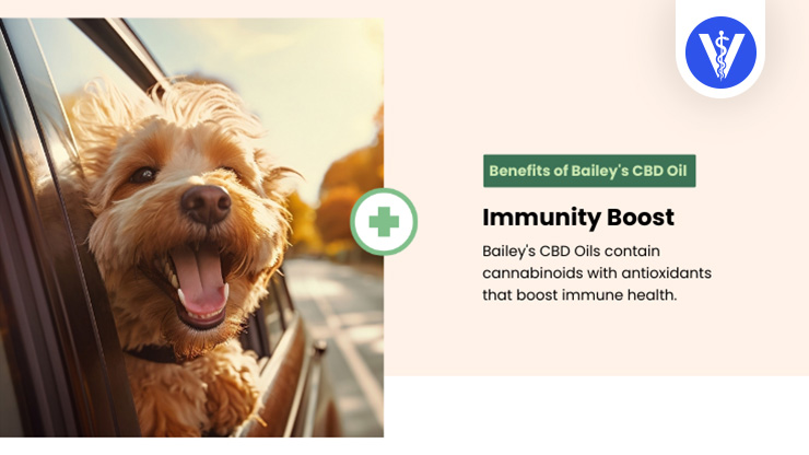 Bailey's CBD Oil Benefits Immunity Boost